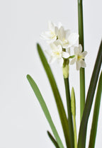 17.5" Faux Paperwhites w/ Bulb
