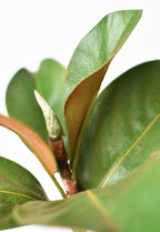 14" Faux Magnolia Leaf Stem